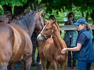 KS300622-32 - Cupboard Love & foal by Territories